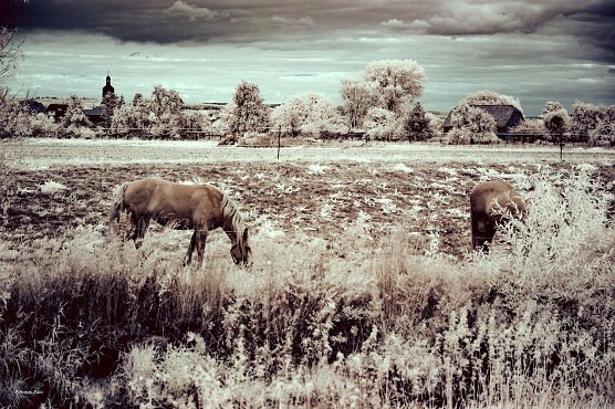 Windehausen Zorgeufer (Foto: Christopher Seizmer)