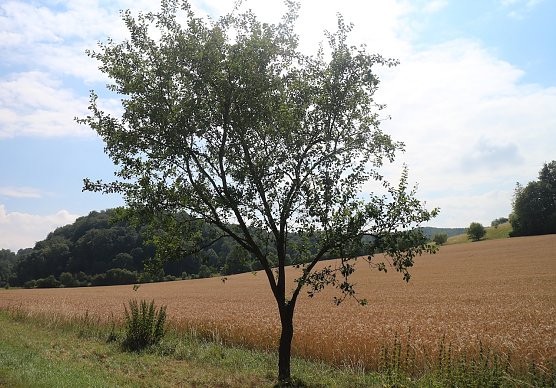Wetterbild (Foto: nnz)