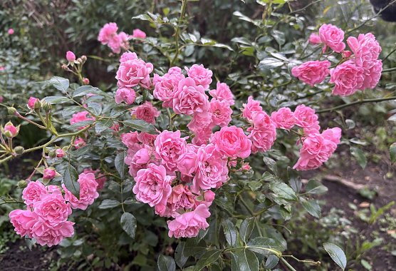 Hochsommer voraus an diesem Wochenende (Foto: oas) Hochsommer voraus an diesem Wochenende (Foto: oas)