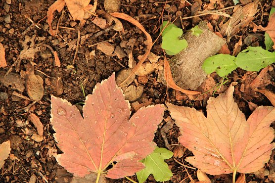 Wetterbild (Foto: agl)