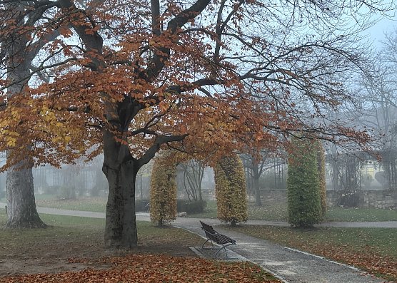 Herbst im Park (Foto: oas) Herbst im Park (Foto: oas)