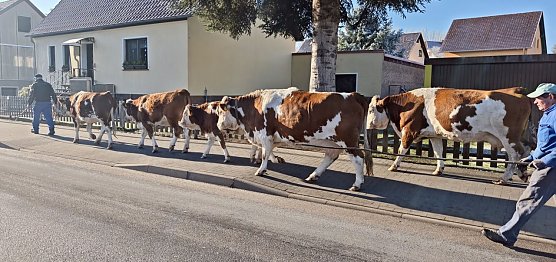 Die Tiere kennen den Weg und die StVO (Foto: nnz)