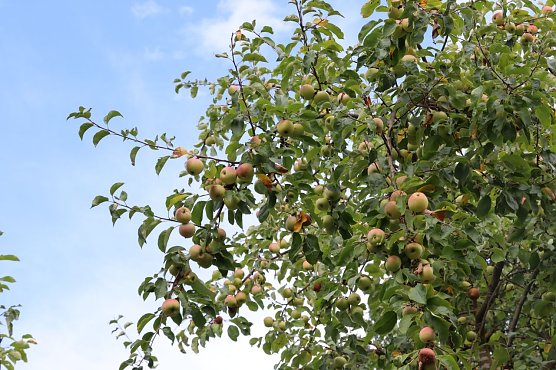 Frische &Auml;pfel am Baum - hier am Kunsthaus (Foto: Stadt Nordhausen)