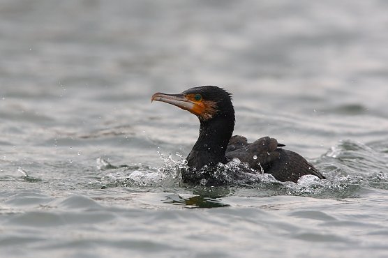 Symbolbild Kormoran (Foto: Frank Derer )