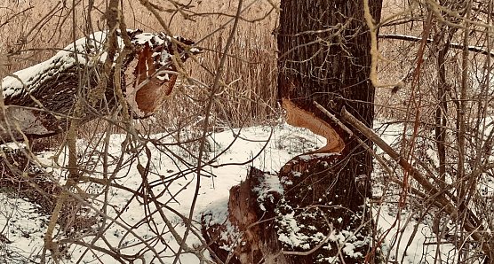Der gesuchte "Biberbaum" in der Windlücke (Foto: agl) Der gesuchte "Biberbaum" in der Windlücke (Foto: agl)
