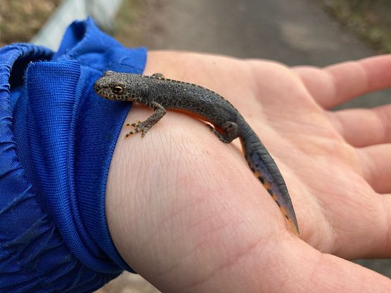 Einer der vielen Bewohner des Teichtals: ein Bergmolch (Foto: LPV Südharz/ Kyffhäuser) Einer der vielen Bewohner des Teichtals: ein Bergmolch (Foto: LPV Südharz/ Kyffhäuser)