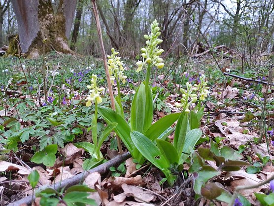 Droht an einem Wuchsort zu verschwinden: Das in Th&uuml;ringen stark gef&auml;hrdete Blasse Knabenkraut (Orchis pallens). (Foto: Bodo Schwarzberg)
