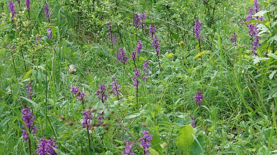 Einst zu hunderten, heute an einer Stelle in der R&uuml;digsdorfer Schweiz fast verschwunden und auch an anderen durch ungeeignete Bewirtschaftung bedroht: das Stattliche Knabenkraut (Orchis mascula). (Foto: Bodo Schwarzberg)