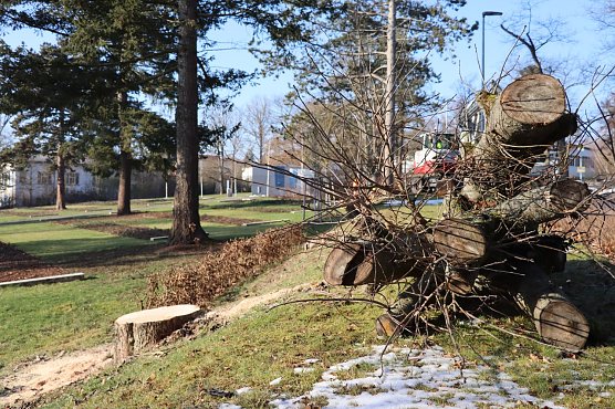 Am Stresemannring wurden kranke B&auml;ume gef&auml;llt. (Foto: Lutz Fischer)