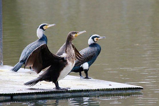 Archivbild: Kormorane am Teich im Stadtpark.  (Foto: emw)