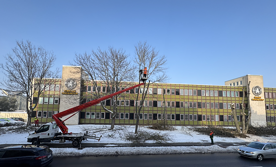 Baumf&auml;llarbeiten vor dem Nordbrandgeb&auml;ude in der Arnoldstra&szlig;e  (Foto: privat)