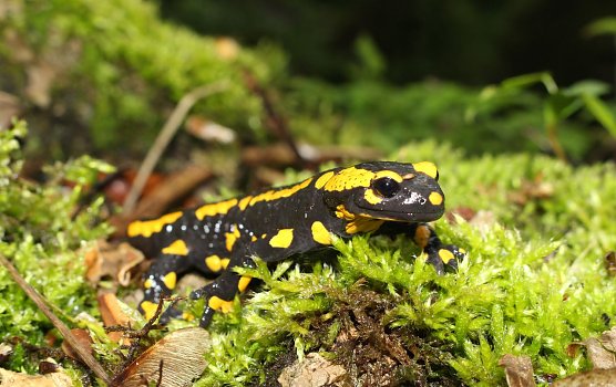 Bei Herrmannsacker soll der M&uuml;hlteich wiederhergestellt werden, unter anderem um dem Feuersalamander Lebensraum zu bieten (Foto: Nena Weiler/Landschaftspflegeverband; Archiv nnz)