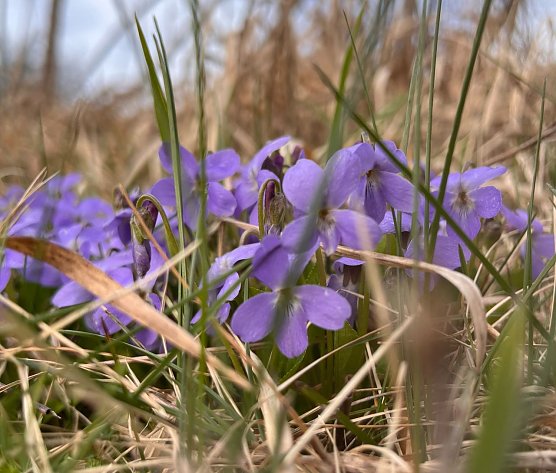 Symbolbild Frühling (Foto: ssc) Symbolbild Frühling (Foto: ssc)