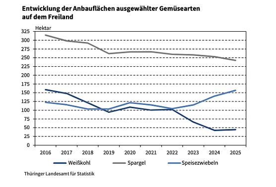 Anbaufläche der drei wichtigsten Gemüse in Thüringen. (Foto: Grafik: Statistisches Landesamt) Anbaufläche der drei wichtigsten Gemüse in Thüringen. (Foto: Grafik: Statistisches Landesamt)