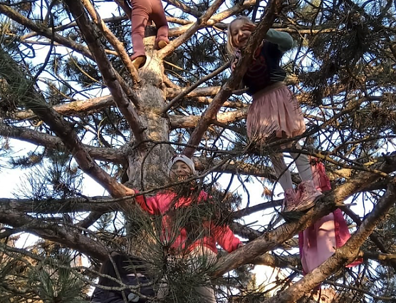 KILA Kinder auf der Kletterkiefer (Foto: Frank Tuschy)