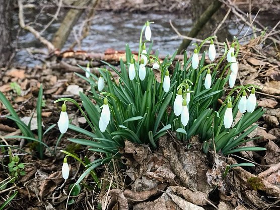 Schneeglöckchen sieht man derzeit überall. (Foto: ssc) Schneeglöckchen sieht man derzeit überall. (Foto: ssc)