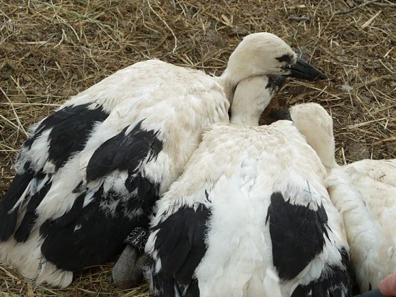 3 Jungst&ouml;rche mit Identifikationsberingung (Foto: Angelo Glashagel)