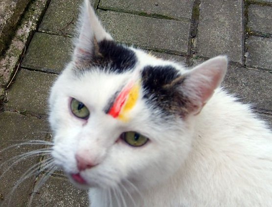 Fu&szlig;ball-Fan mit vier Pfoten (Foto: privat)
