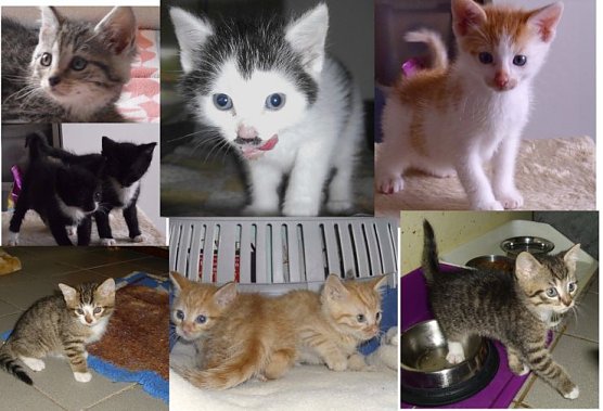 Sie warten auf ein neues Zuhause (Foto: privat) Sie warten auf ein neues Zuhause (Foto: privat)