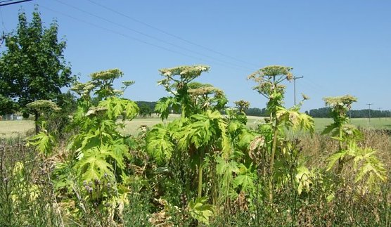 Die ber&uuml;chtigte Herkulesstaude (Foto: Patrick Grabe)
