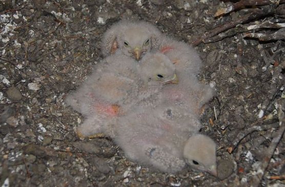 falken (Foto: hentrich) falken (Foto: hentrich)