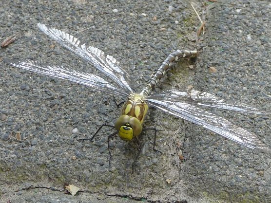 Libelle (Foto: privat)