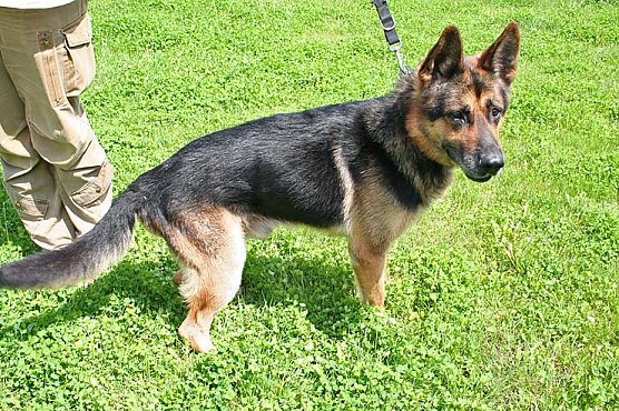 Boja such ein neue Zuhause (Foto: Hellberg) Boja such ein neue Zuhause (Foto: Hellberg)