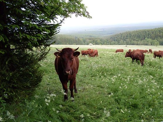 Rotvieh auf den Wiesen (Foto: Dr. Gunter Karste)