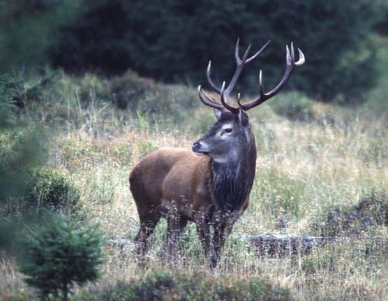 Rothirsch (Foto: Frank Raimer)