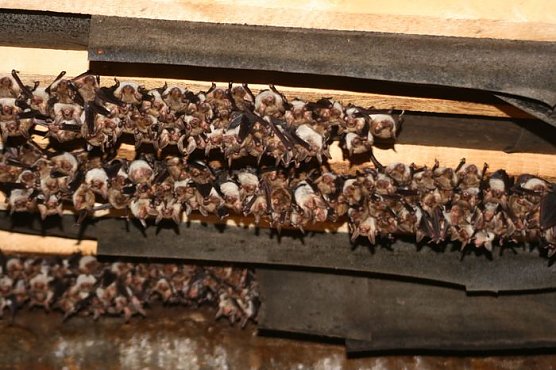 Wochenstube (Foto: J. Piper)