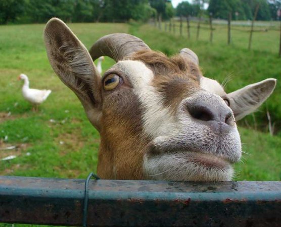 Auf die H&ouml;rner genommen (Foto: JKS)