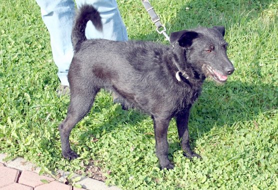 Suche neues Herrchen oder Frauchen (Foto: nnz)