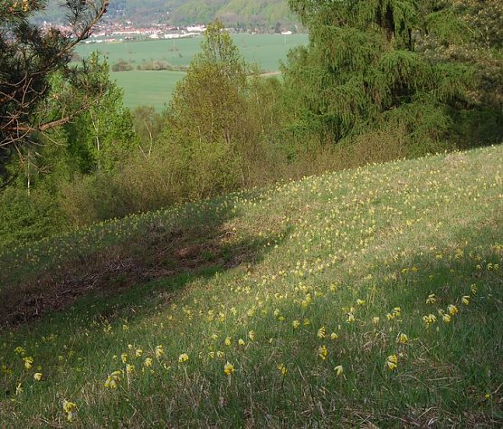Arten erhalten (Foto: privat) Arten erhalten (Foto: privat)