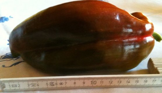 Gute Ernte (Foto: privat)