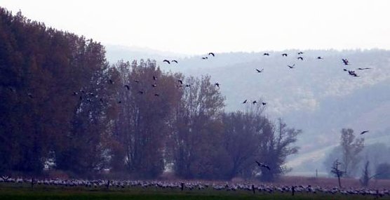 Kraniche in der Aue (Foto: privat)