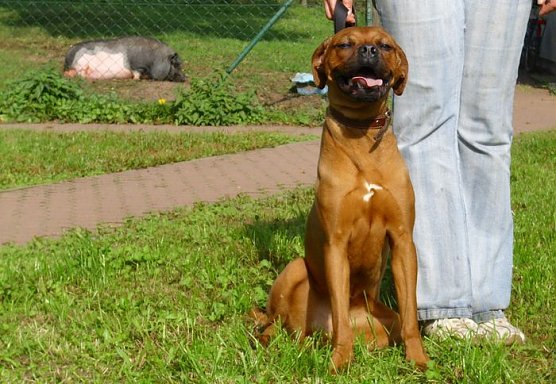 Luna (Foto: C. Knust)