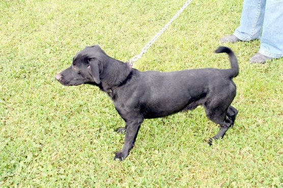 Suche Herrchen (Foto: Hellberg)