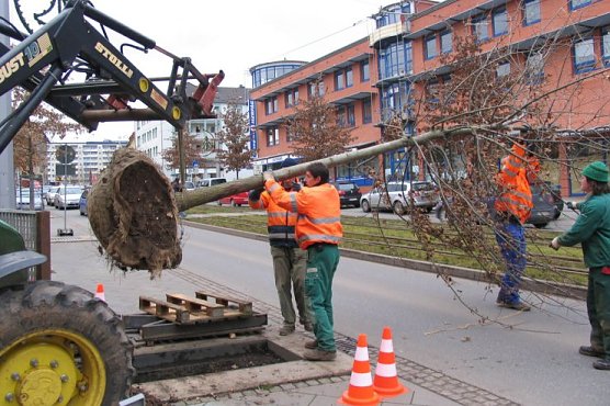 Neue Eiche (Foto: nnz)