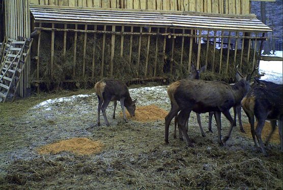 Hilfe in der Notzeit (Foto: Forstamt)