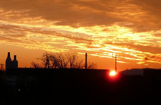 Aufgegangen (Foto: privat)