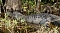 Erlebt: Alligator in den Everglades Erlebt: Alligator in den Everglades