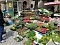 Geranien - und Blumenmarkt auf dem Nordh&auml;user Rathausplatz