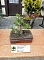 Bonsai in der Brennerei