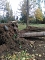 Umgestürzte Bäume auf dem Hauptfriedhof Umgestürzte Bäume auf dem Hauptfriedhof