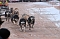 Schlittenhunderennen in Pullmann City II Schlittenhunderennen in Pullmann City II