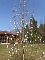 Osterbaum in S&uuml;lzhayn geschm&uuml;ckt