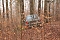 auto im Wald