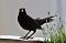 Amsel (Schwarzdrossel) Amsel (Schwarzdrossel)