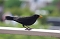 Amsel (Schwarzdrossel) im Sommer Amsel (Schwarzdrossel) im Sommer
