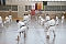 Internationales Karate-Training in der Wiedigsburg-Halle